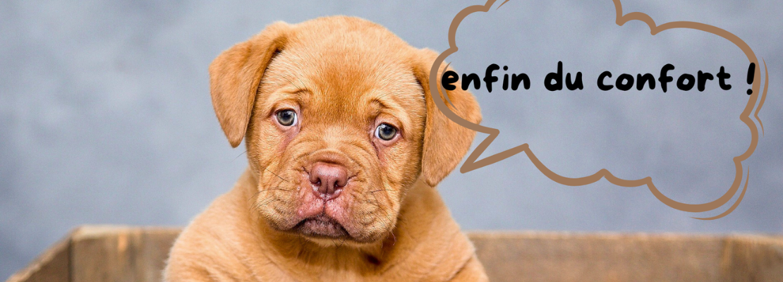 chien et chat dans un canapé-fauteuil-corbeille